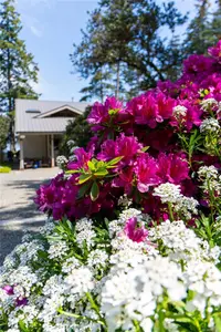 View 54