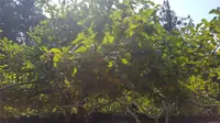 View 51