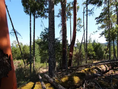 View 31