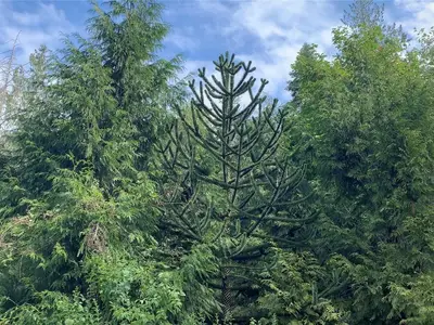 View 18