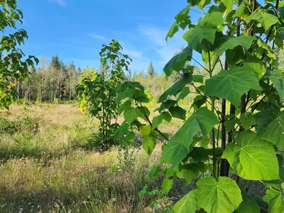 View 43