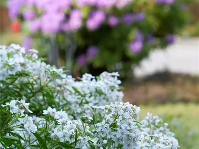 View 43