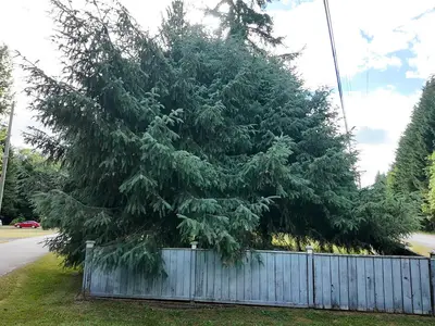 View 39