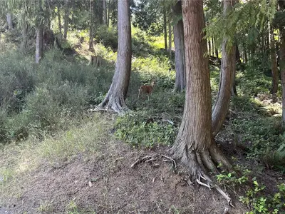 View 66