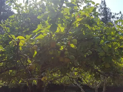 View 51