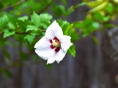 View 55