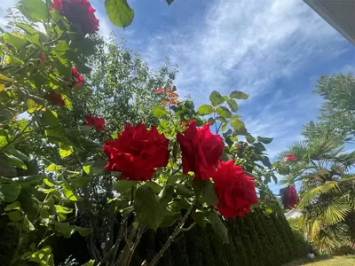 View 40