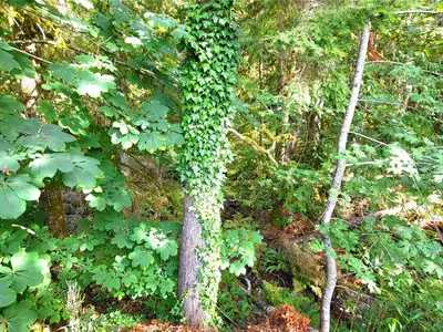 View 29
